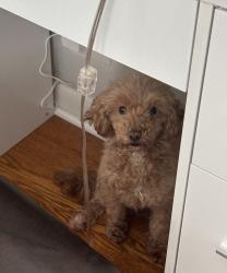 Reunited Female Dog last seen Sheridan and Broadway, Chicago, IL 60613