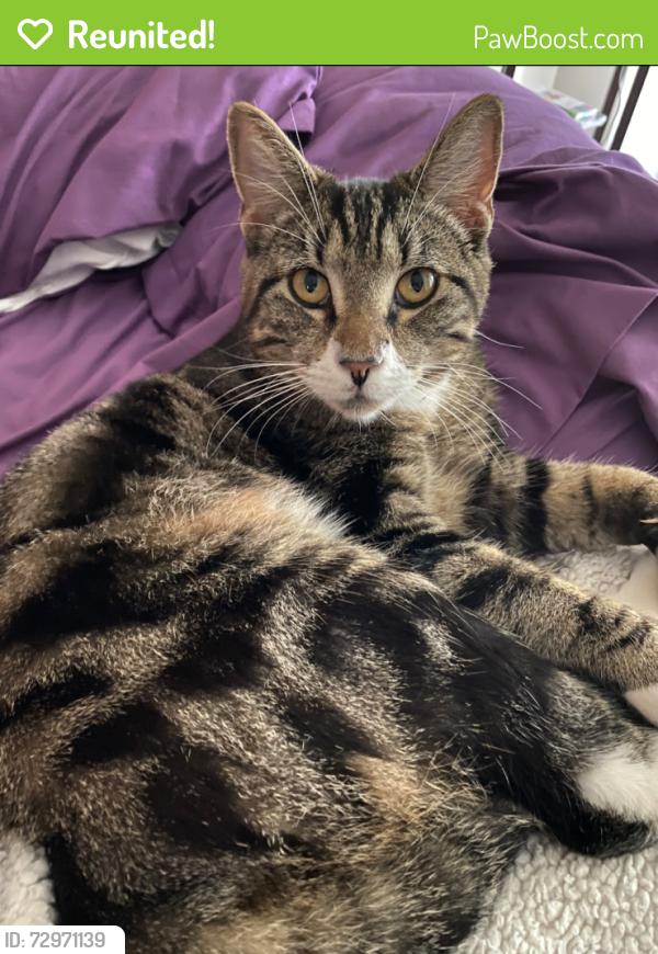 Reunited Male Cat last seen River Rd and Irving rd, Eugene, OR 97404