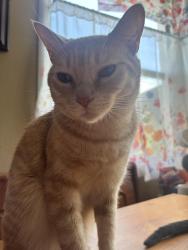 Reunited Male Cat last seen 135th Ave, San Leandro CA, San Leandro, CA 94578