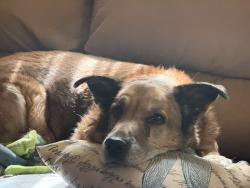 Reunited Female Dog last seen Sunny side road, Fruitland Park, FL 34731