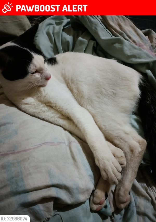 Lost Male Cat last seen Jardim três Marias , Jardim Três Marias, SP 08331-130