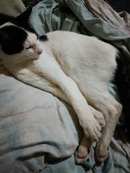 Lost Male Cat last seen Jardim três Marias , Jardim Três Marias, SP 08331-130