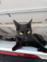 Lost Female Cat last seen Genesee St & Oakwood Dr, Delafield, WI 53018