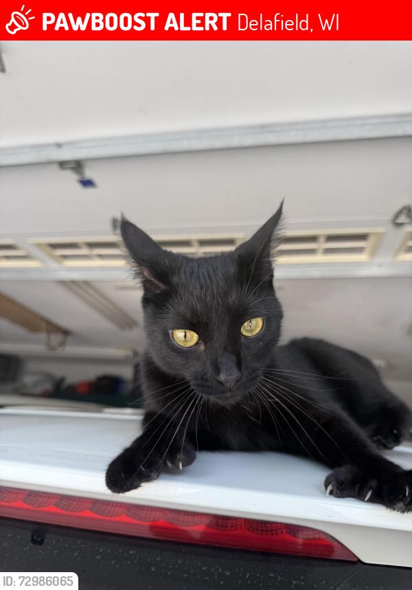 Lost Female Cat last seen Genesee St & Oakwood Dr, Delafield, WI 53018