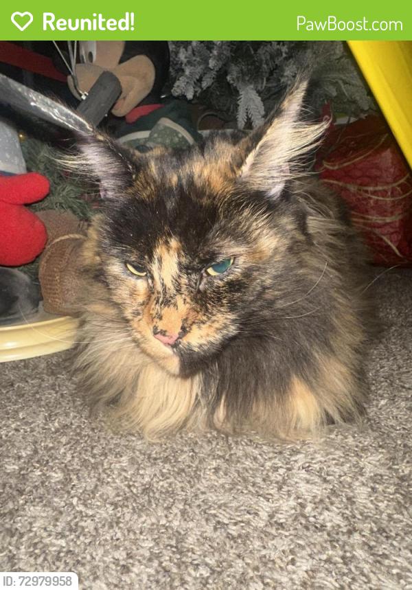 Reunited Unknown Cat last seen Morell park west, Philadelphia, PA 19114