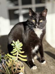Lost Male Cat last seen Carson and Clark, Long Beach, California , Long Beach, CA 90808
