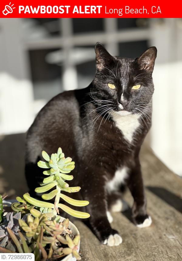 Lost Male Cat last seen Carson and Clark, Long Beach, California , Long Beach, CA 90808