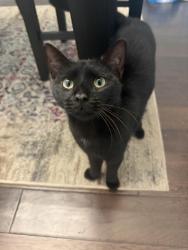 Found/Stray Male Cat last seen Barker Cypress Road, Cypress, TX 77429
