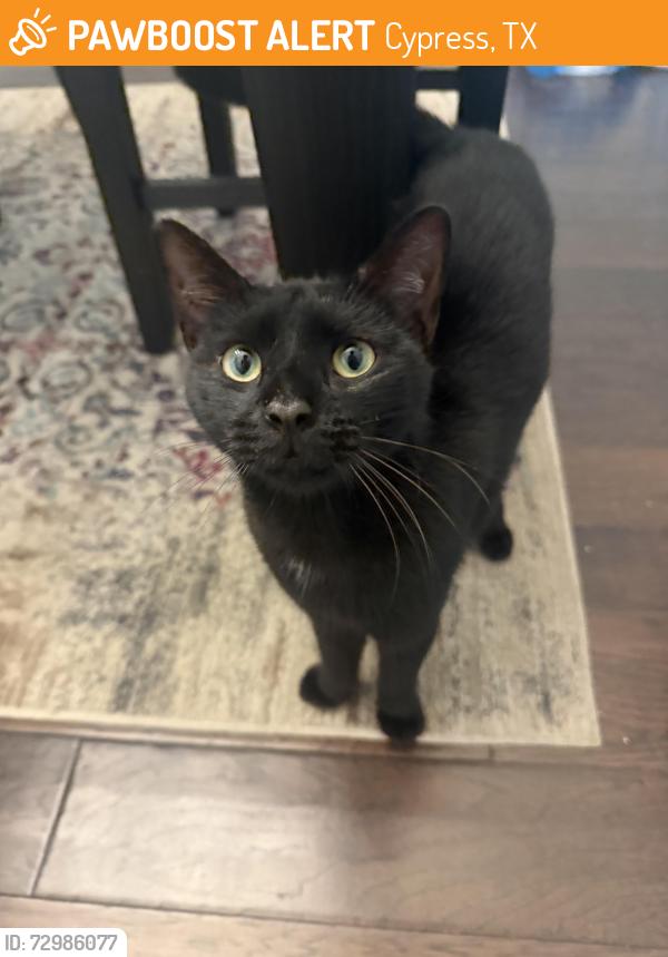 Found/Stray Male Cat last seen Barker Cypress Road, Cypress, TX 77429