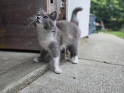 Lost Female Cat last seen Lions creek and mantelli , Gilroy, CA 95020