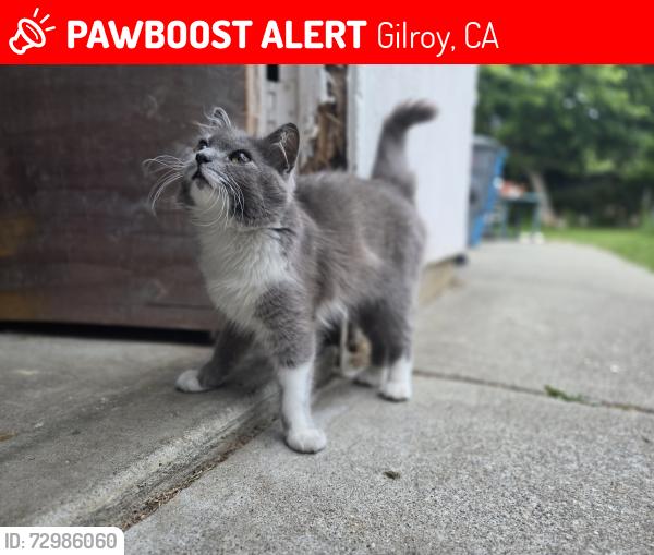 Lost Female Cat last seen Lions creek and mantelli , Gilroy, CA 95020