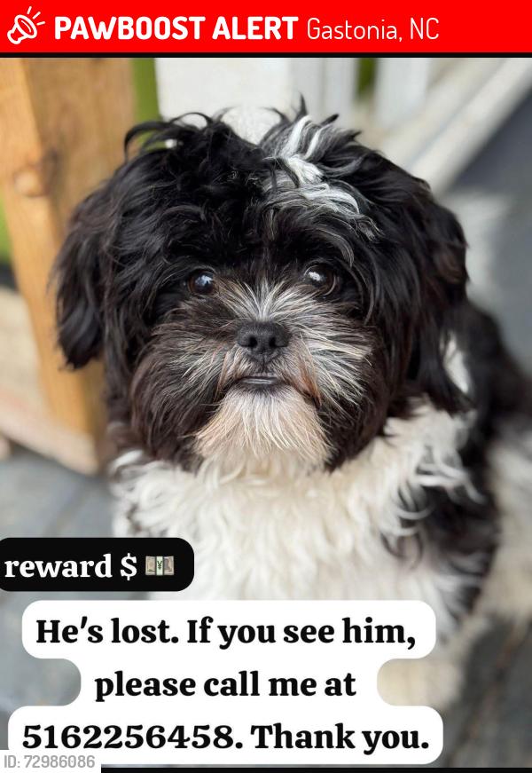 Lost Male Dog last seen Broad Street  Second Avenue, Gastonia, NC 28054