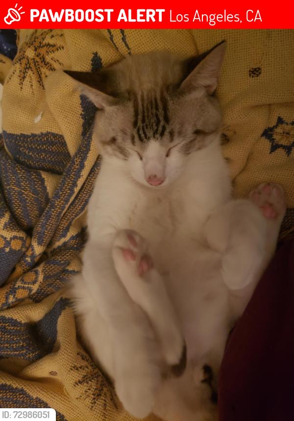 Lost Male Cat last seen Zelzah Ave. And Vanowen St., Los Angeles, CA 91335