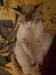 Lost Male Cat last seen Zelzah Ave. And Vanowen St., Los Angeles, CA 91335