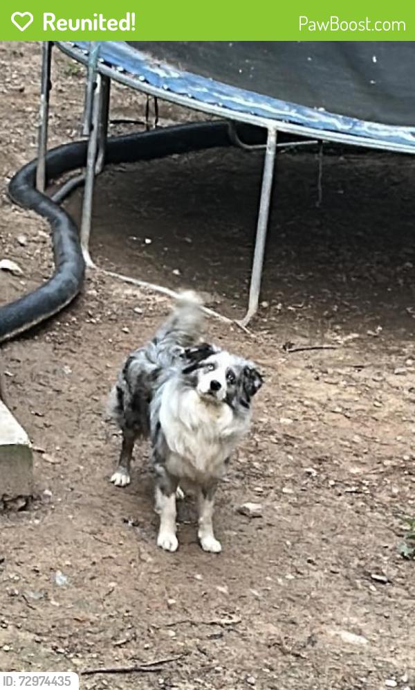 Reunited Male Dog last seen Westwood Pl, Grayson, GA, Gwinnett County, GA 30017