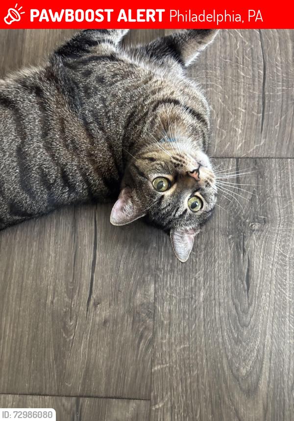 Lost Female Cat last seen Howard & Wi street and Allegheny and front , Philadelphia, PA 19133