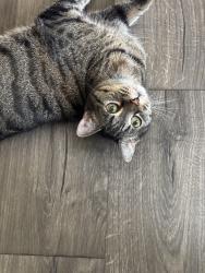 Lost Female Cat last seen Howard & Wi street and Allegheny and front , Philadelphia, PA 19133