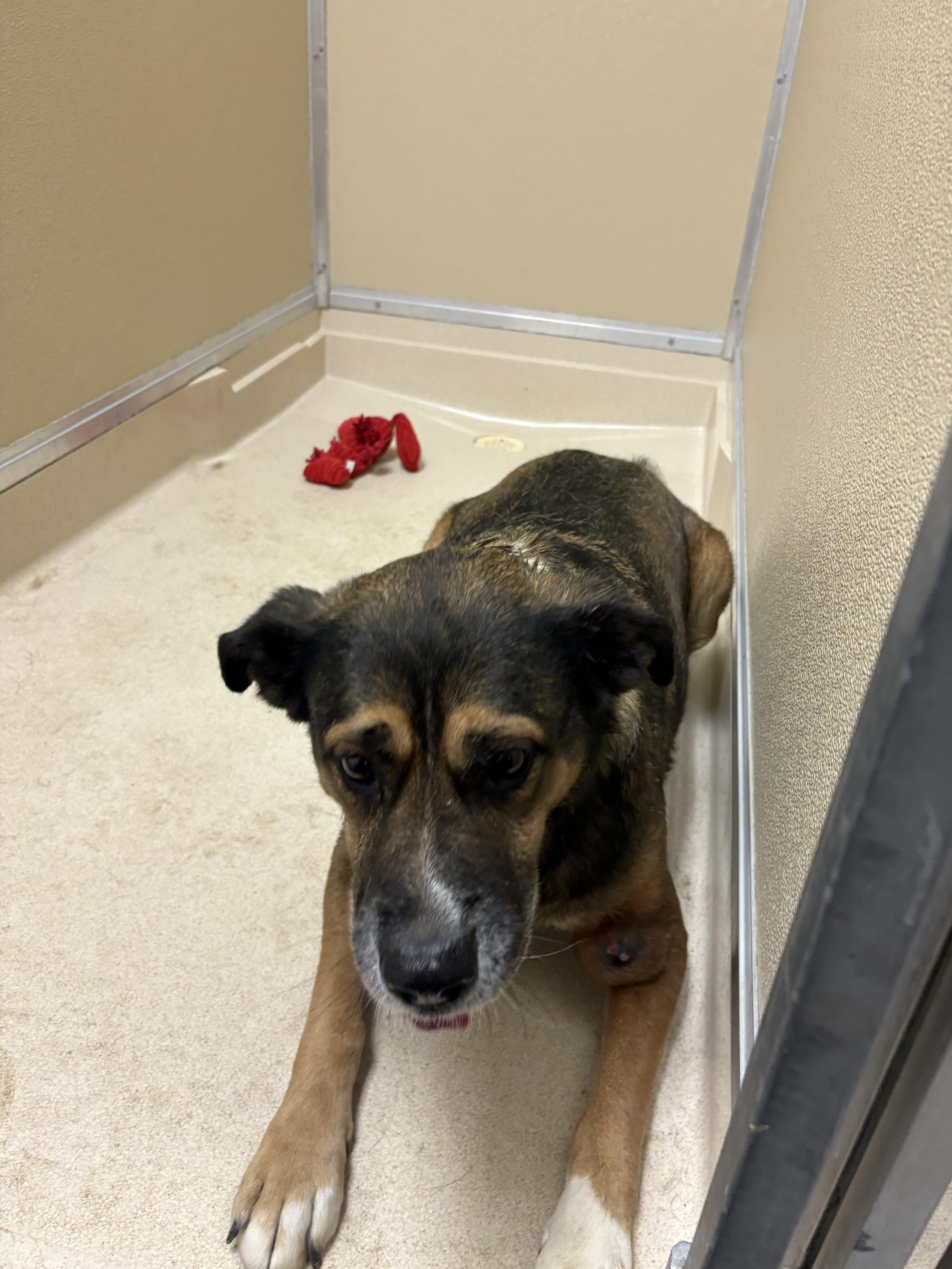 Shelter Stray Female Dog last seen moore rd, Middletown, OH, 1820 Princeton Rd, Hamilton, OH 45011, USA