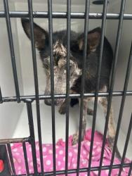 Shelter Stray Female Dog last seen Near Macon Dr., Atlanta, GA, 1251 Fulton Industrial Blvd NW, Atlanta, GA 30336, USA