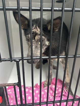 Shelter Stray Female Dog last seen Near Macon Dr., Atlanta, GA, 1251 Fulton Industrial Blvd NW, Atlanta, GA 30336, USA