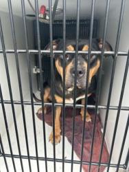 Shelter Stray Female Dog last seen Near Grange Court, Atlanta, GA, 1251 Fulton Industrial Blvd NW, Atlanta, GA 30336, USA