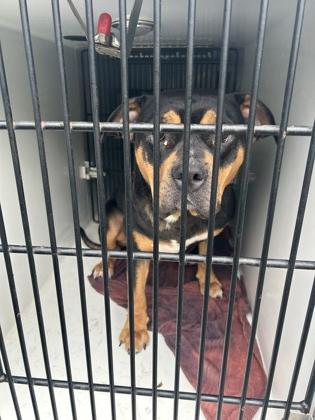 Shelter Stray Female Dog last seen Near Grange Court, Atlanta, GA, 1251 Fulton Industrial Blvd NW, Atlanta, GA 30336, USA