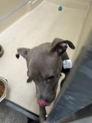 Shelter Stray Male Dog last seen Near Woodridge Blvd., Fairfield, OH, 1820 Princeton Rd, Hamilton, OH 45011, USA