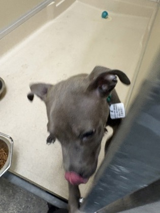 Shelter Stray Male Dog last seen Near Woodridge Blvd., Fairfield, OH, 1820 Princeton Rd, Hamilton, OH 45011, USA