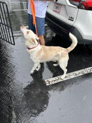 Shelter Stray Male Dog last seen 11251-1423 Alpharetta Highway, Roswell, GA, 1251 Fulton Industrial Blvd NW, Atlanta, GA 30336, USA