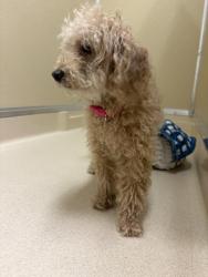 Shelter Stray Female Dog last seen Magie Ave., Fairfield, OH, 1820 Princeton Rd, Hamilton, OH 45011, USA