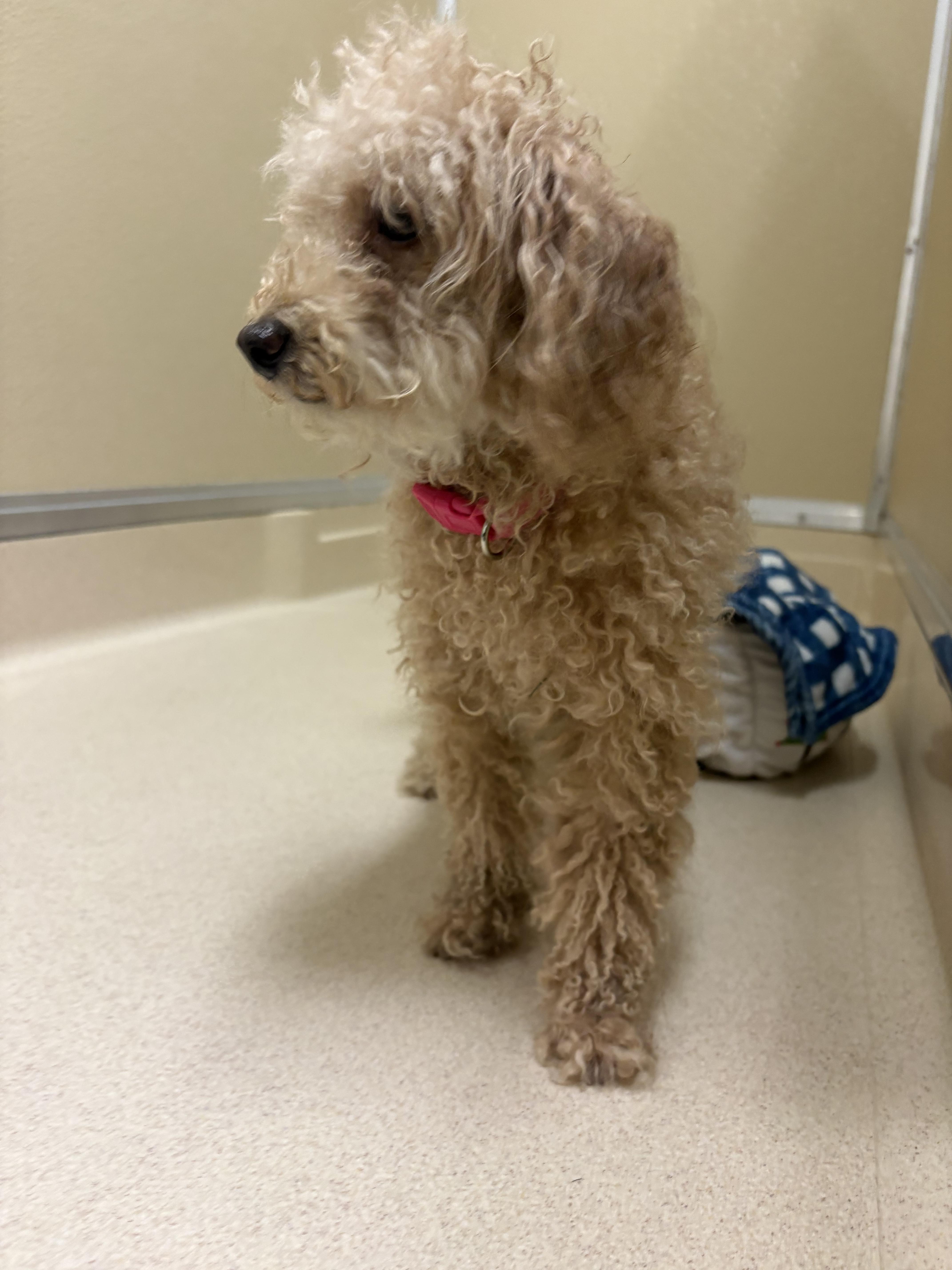 Shelter Stray Female Dog last seen Magie Ave., Fairfield, OH, 1820 Princeton Rd, Hamilton, OH 45011, USA