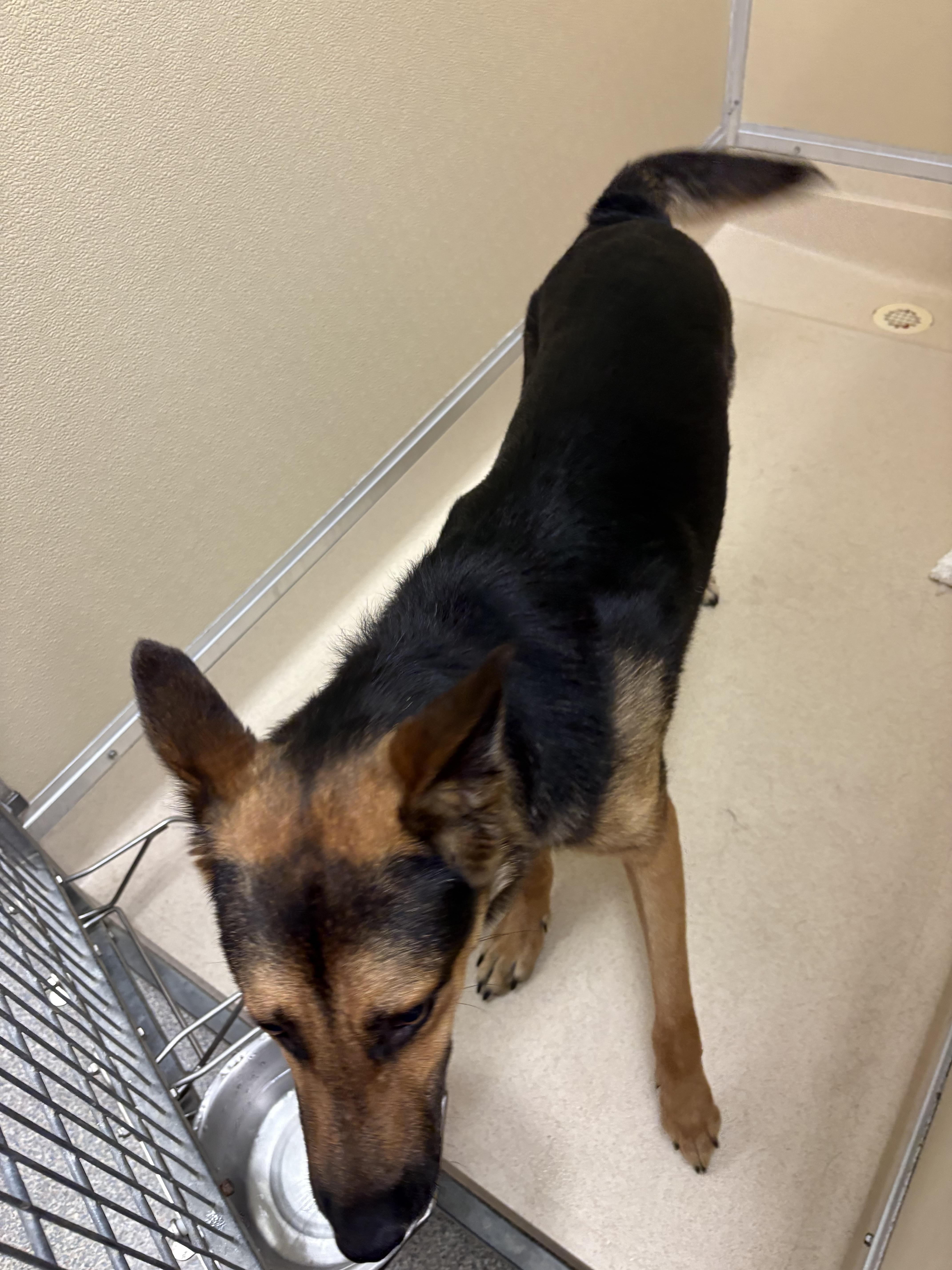 Shelter Stray Male Dog last seen Near River Rd., Fairfield, OH, 1820 Princeton Rd, Hamilton, OH 45011, USA