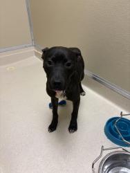 Shelter Stray Male Dog last seen Lakota Point Apartments, Liberty Twp, OH, 1820 Princeton Rd, Hamilton, OH 45011, USA