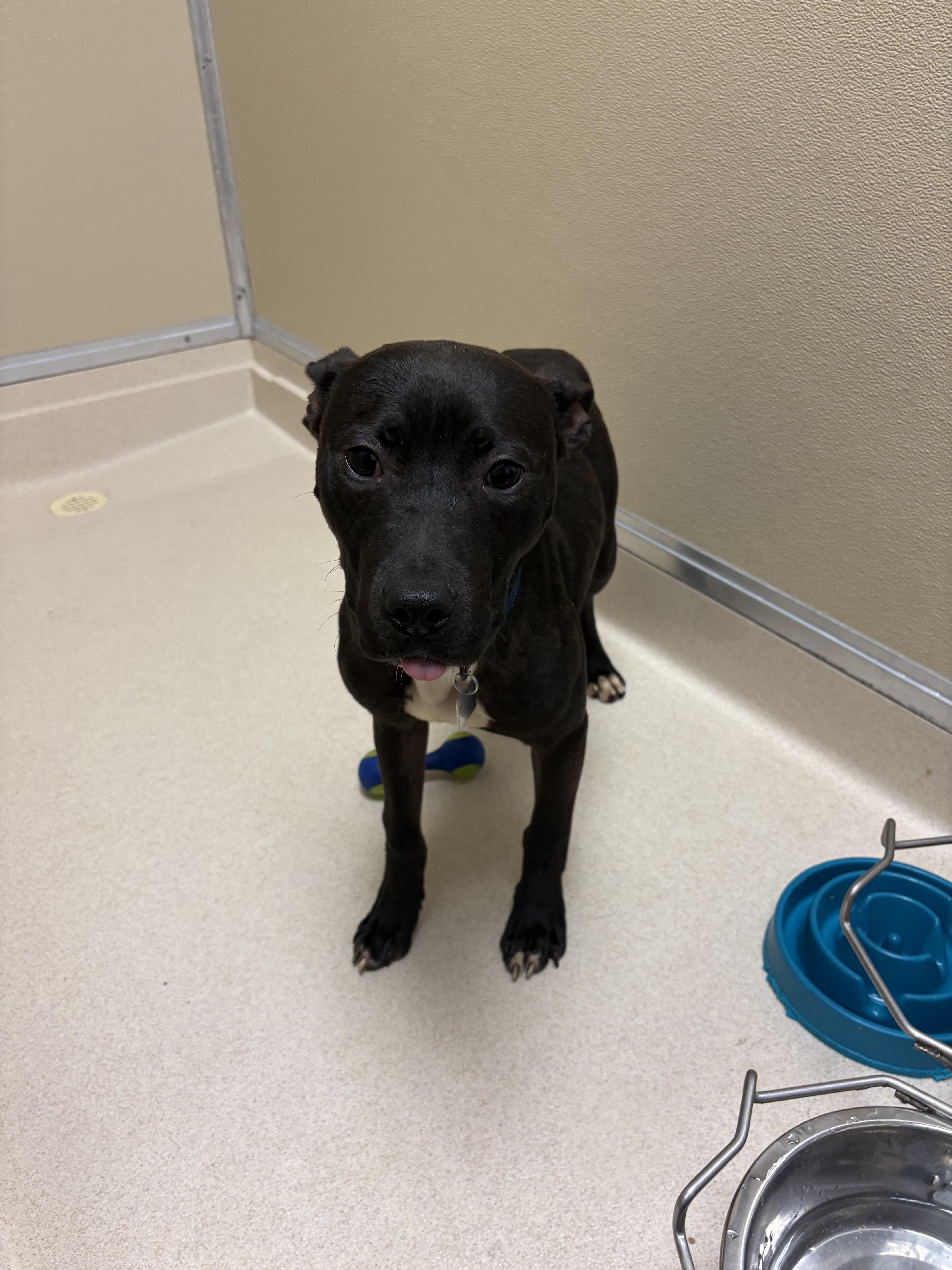 Shelter Stray Male Dog last seen Lakota Point Apartments, Liberty Twp, OH, 1820 Princeton Rd, Hamilton, OH 45011, USA
