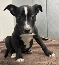Shelter Stray Female Dog last seen Near Bosworth, 1st District, OH, 9203 Detroit Ave, Cleveland, OH 44102, USA