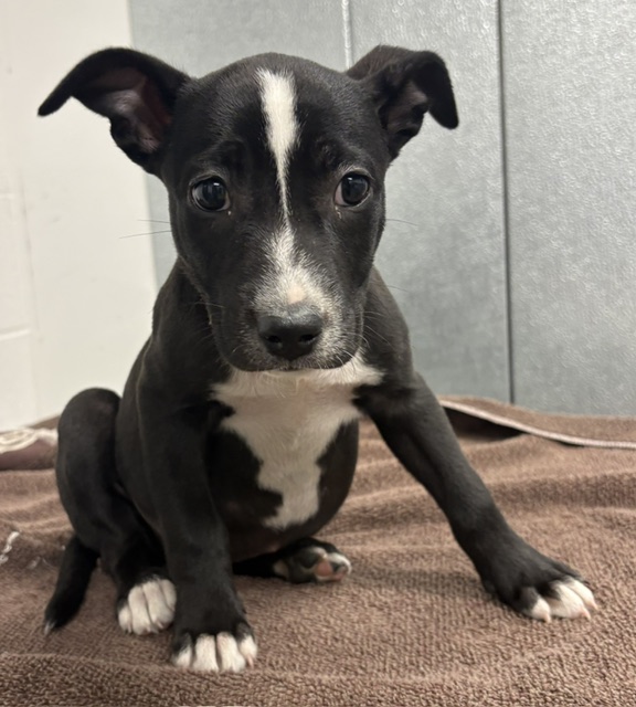 Shelter Stray Female Dog last seen Near Bosworth, 1st District, OH, 9203 Detroit Ave, Cleveland, OH 44102, USA