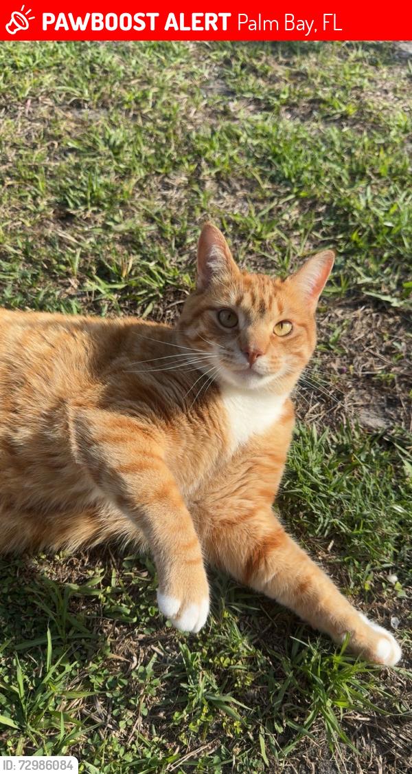 Lost Male Cat last seen outside of home, Palm Bay, FL 32907