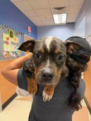 Shelter Stray Male Dog last seen Cutters Mill DR Lithonia ga 30058, 30058, GA, 3280 Chamblee Dunwoody Rd, Chamblee, GA 30341, USA
