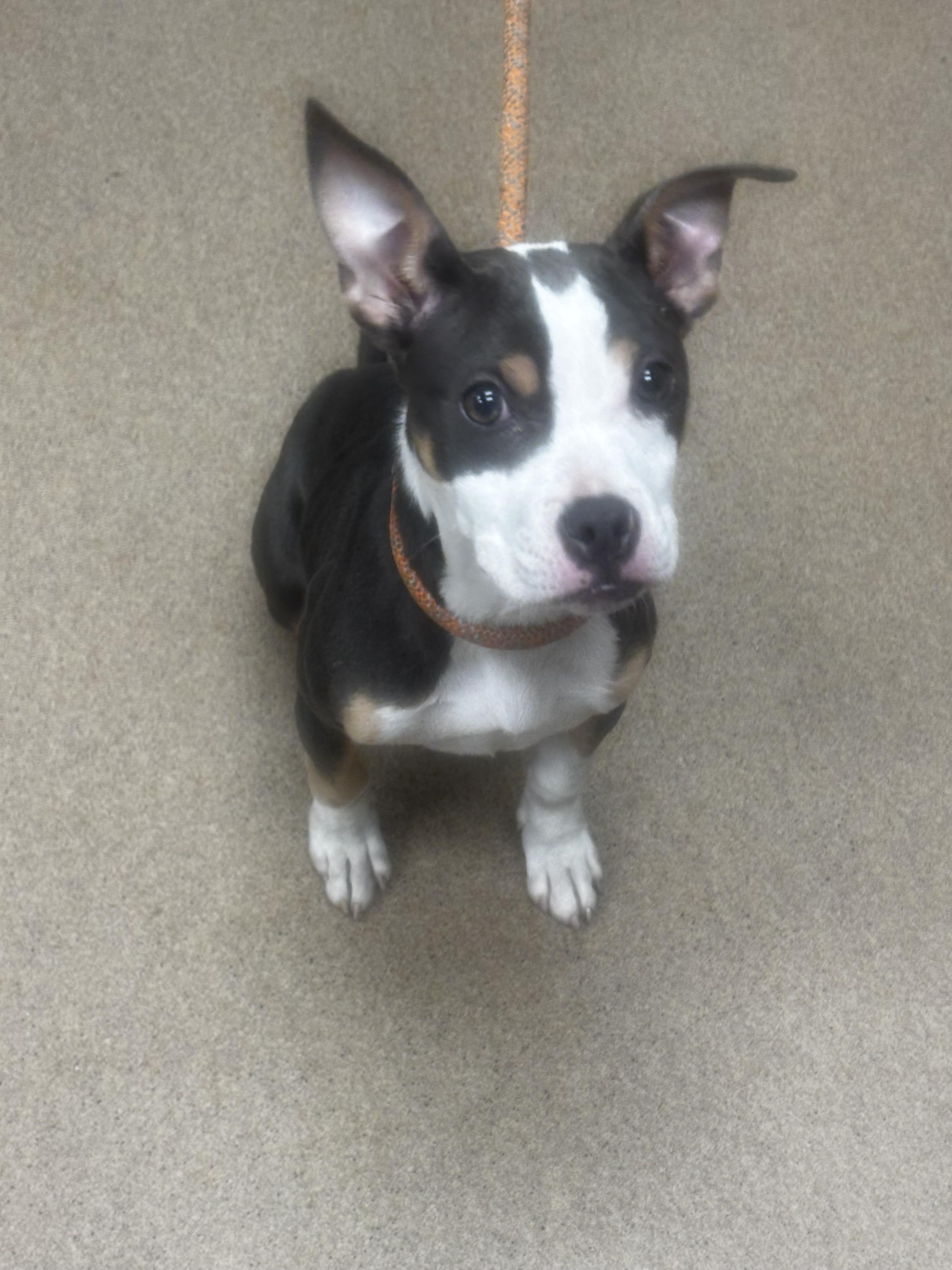 Shelter Stray Female Dog last seen Near Brannen Road SE, Atlanta 30316, 30316, GA, 3280 Chamblee Dunwoody Rd, Chamblee, GA 30341, USA