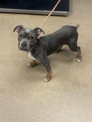 Shelter Stray Male Dog last seen Near Brannen Road SE, Atlanta 30316, 30316, GA, 3280 Chamblee Dunwoody Rd, Chamblee, GA 30341, USA