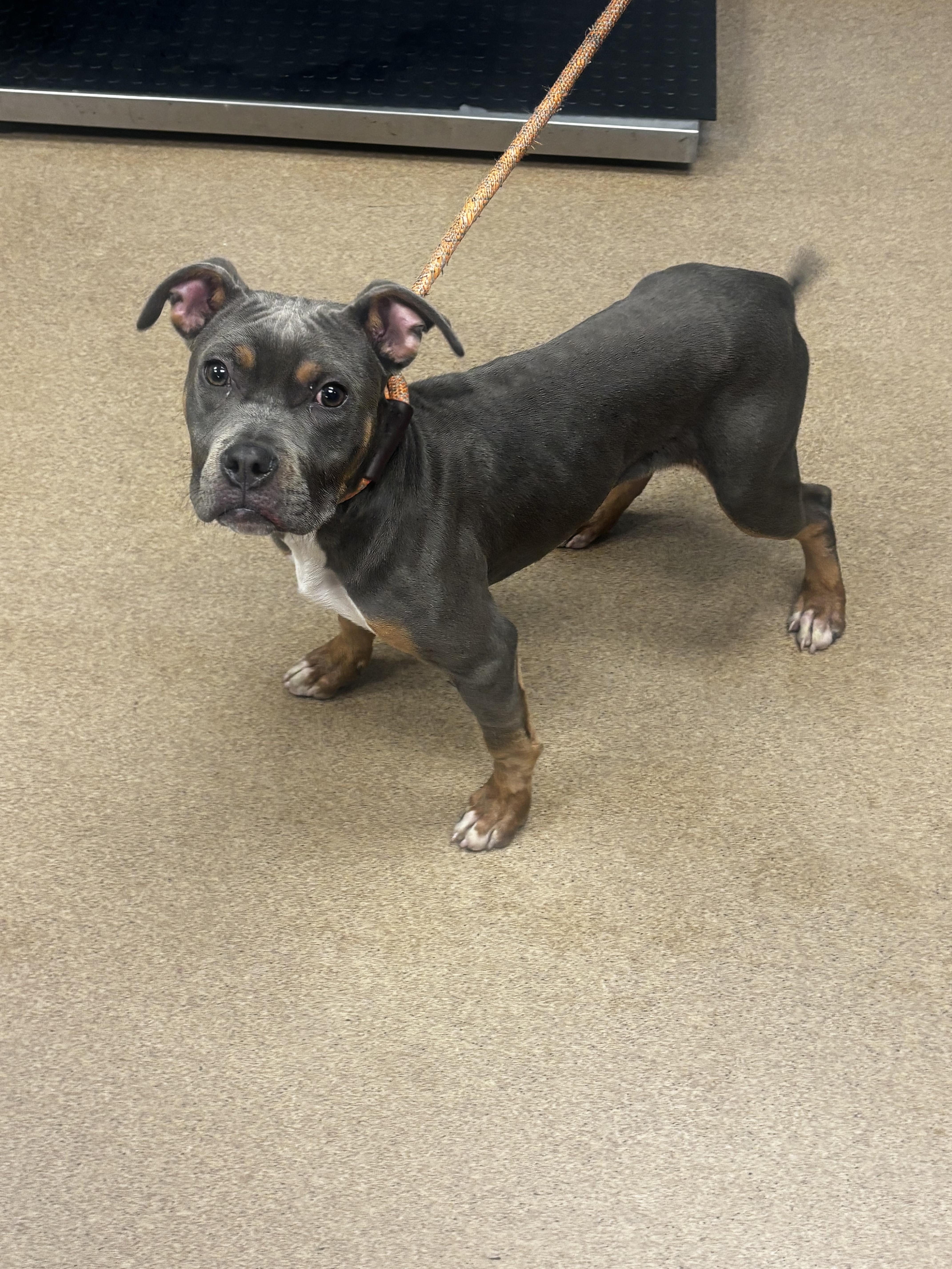Shelter Stray Male Dog last seen Near Brannen Road SE, Atlanta 30316, 30316, GA, 3280 Chamblee Dunwoody Rd, Chamblee, GA 30341, USA