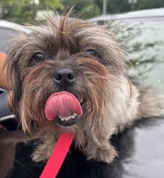 Shelter Stray Female Dog last seen Near Lake Ridge Ln, Dunwoody 30338, 30338, GA, 3280 Chamblee Dunwoody Rd, Chamblee, GA 30341, USA