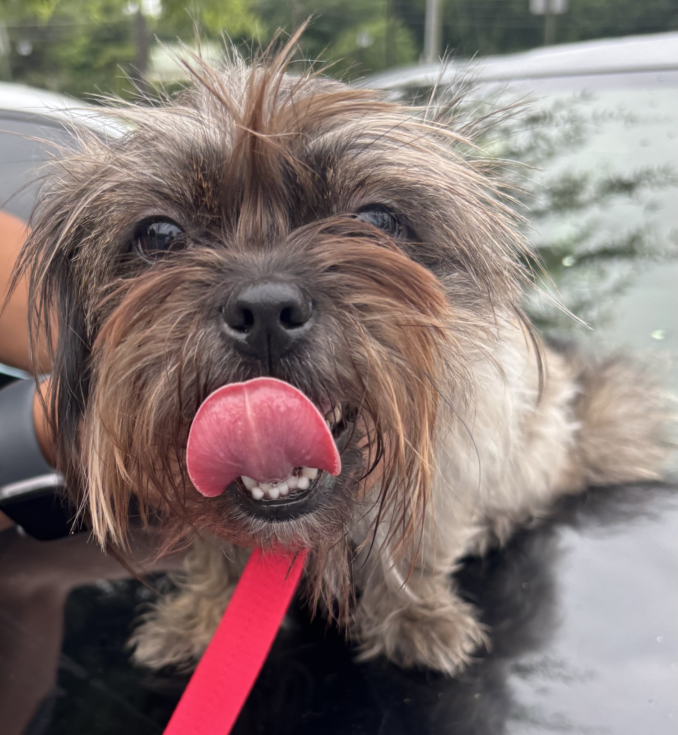 Shelter Stray Female Dog last seen Near Lake Ridge Ln, Dunwoody 30338, 30338, GA, 3280 Chamblee Dunwoody Rd, Chamblee, GA 30341, USA