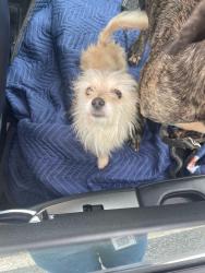 Shelter Stray Unknown Dog last seen Near Rankin St., Stone Mountain, GA 30083, 30083, GA, 3280 Chamblee Dunwoody Rd, Chamblee, GA 30341, USA