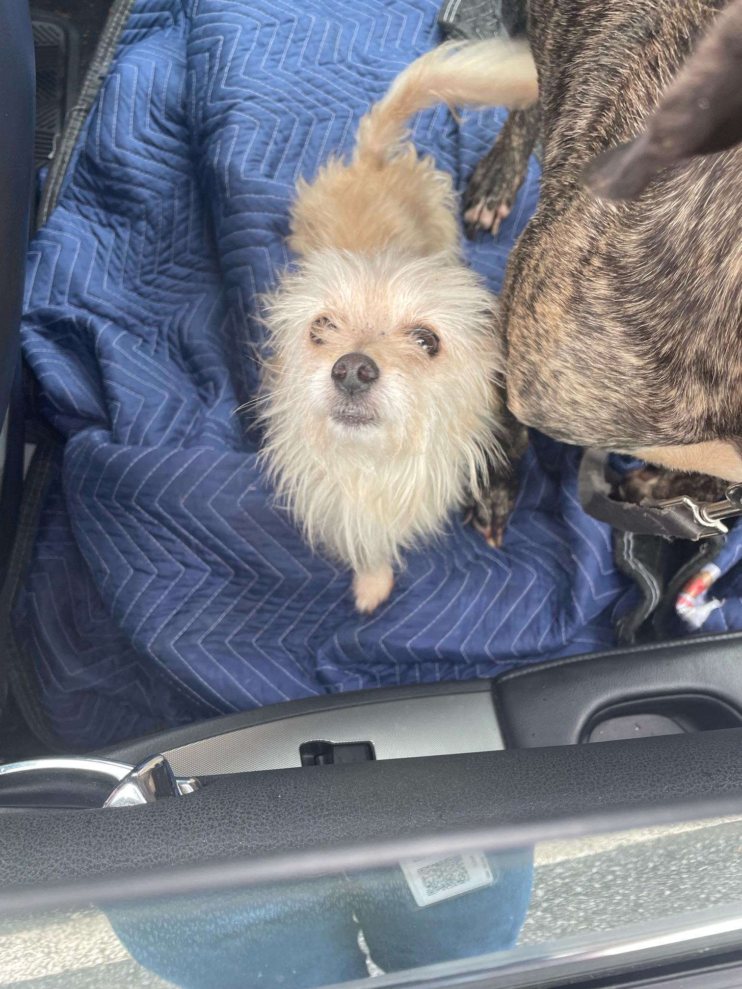 Shelter Stray Unknown Dog last seen Near Rankin St., Stone Mountain, GA 30083, 30083, GA, 3280 Chamblee Dunwoody Rd, Chamblee, GA 30341, USA