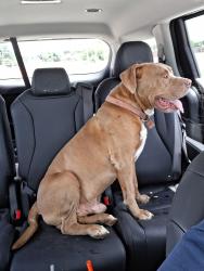 Found/Stray Male Dog last seen W Ave Q & S Hill St intersection, San Angelo, TX 76903