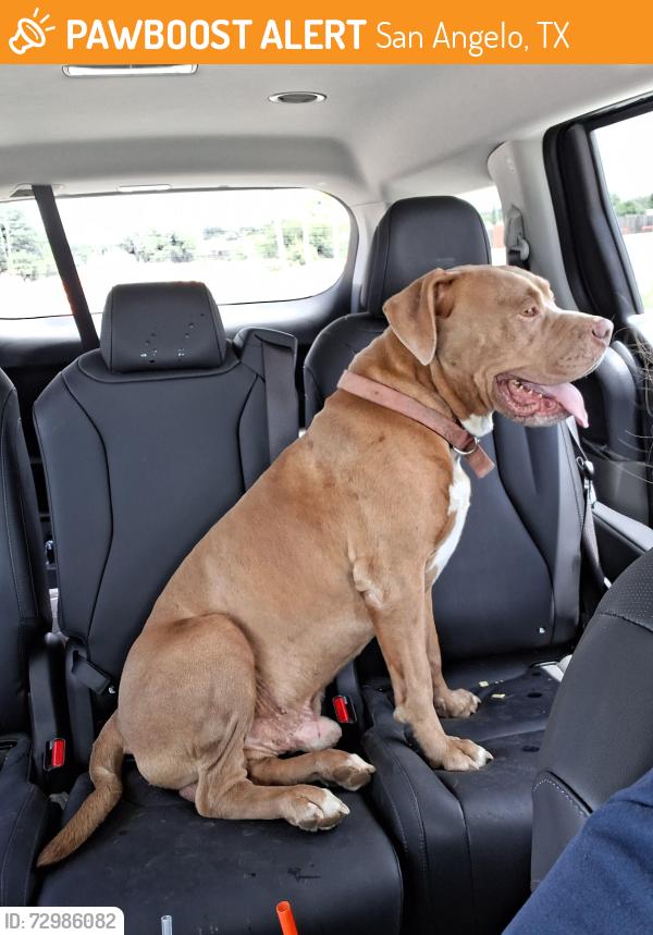Found/Stray Male Dog last seen W Ave Q & S Hill St intersection, San Angelo, TX 76903