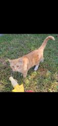 Lost Unknown Cat last seen Rahke road, Indianapolis, IN 46217
