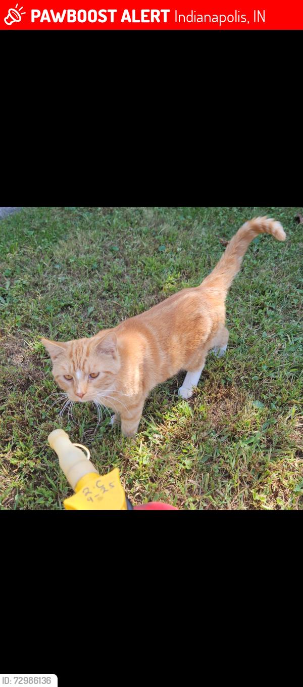 Lost Unknown Cat last seen Rahke road, Indianapolis, IN 46217