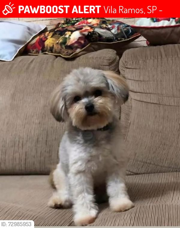 Lost Male Dog last seen Av Giovani Rinald, Parque Vitória, Vila Ramos, SP 07854-120